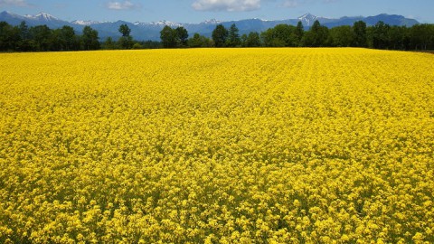 帯広の菜の花畑