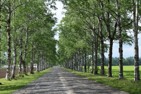 駒場の白樺並木～♪