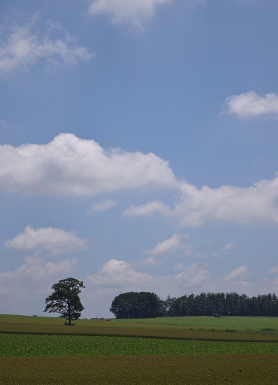十勝の畑・夏景色～♪