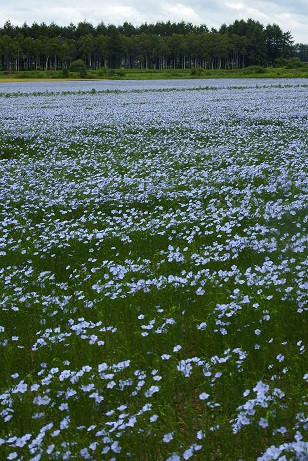 リベンジ～亜麻の花畑