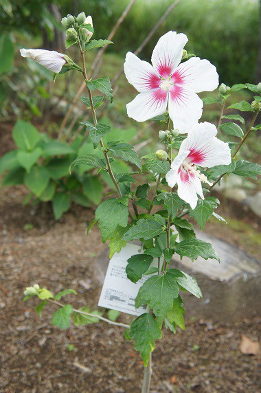 色違いのムクゲ～♪