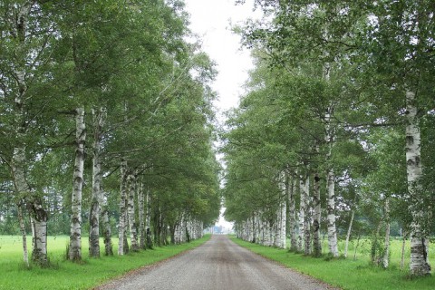 音更町駒場の白樺並木～♪