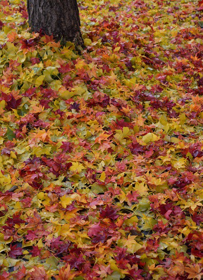 街中の紅葉～その1・東地区