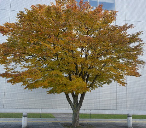 街中の紅葉～その2・市中心部