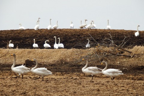 渡り鳥の中継地!?
