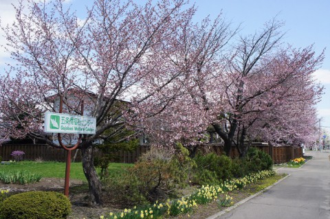 本日、帯広も桜開花宣言!