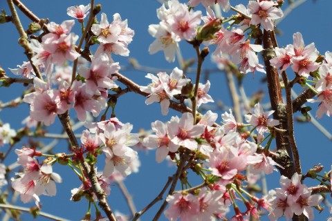 花いっぱいの十勝の春～♪♪