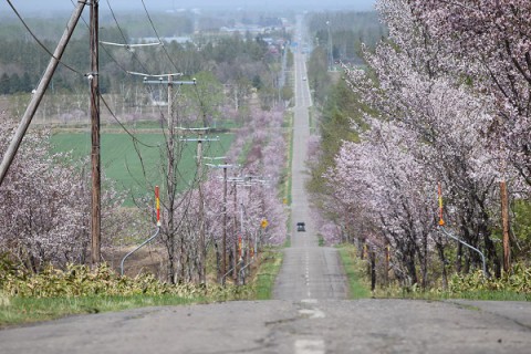 天に続く道～桜開花バージョン!