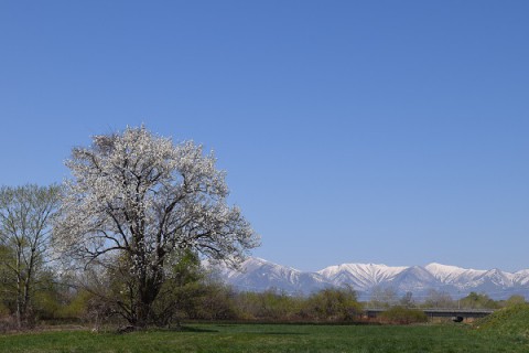 十勝の春～♪　芽室町～音更町～鹿追町