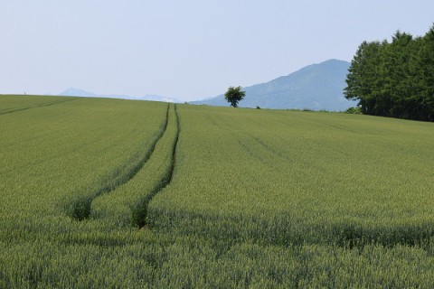 芽室町の麦畑～♪