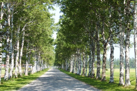 音更町駒場の白樺並木～猛暑日の翌日