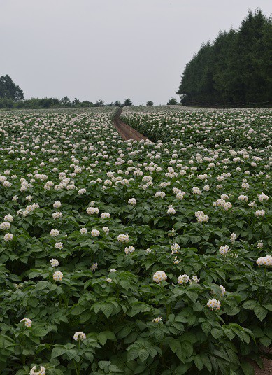 十勝の畑は花盛り～♪