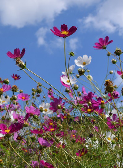 コスモスは秋の桜～♪