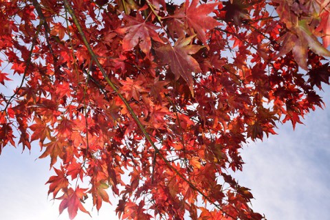 十勝の風景・上士幌町(十勝三股～糠平)