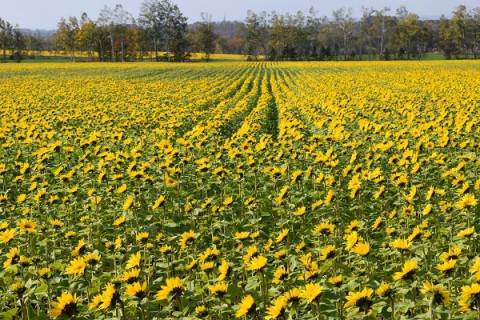 音更メロディーライン沿いのヒマワリ畑が見頃～♪