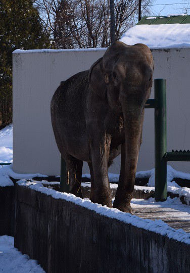 冬のおびひろ動物園～♪　写真展