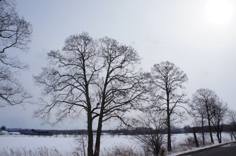 カメラスケッチ・士幌～音更