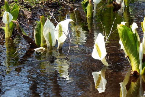 満開! みずばしょう