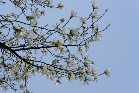 帯広・本日開花宣言!