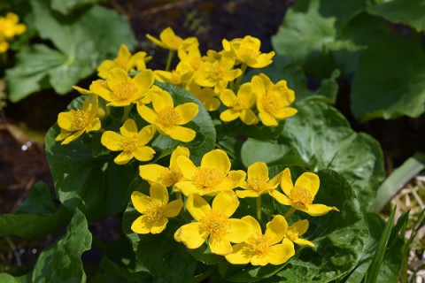 カメラスケッチ/忠類・大樹方面