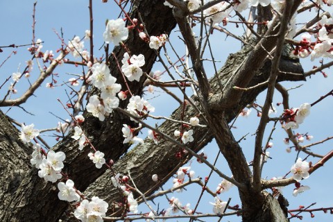 梅も桜も