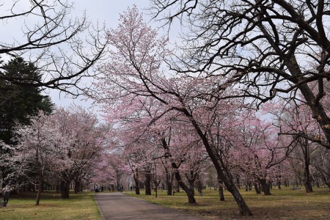 今さらですが…音更町・鈴蘭公園の桜