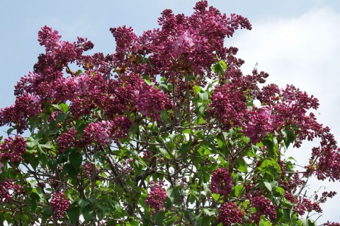 昨日、ライラックの開花発表!