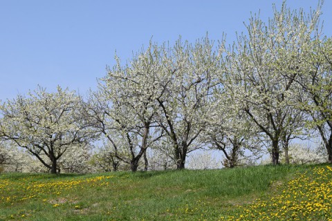 更別村・すももの里　やっと行けた～♪