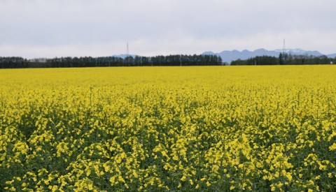 いちめんのなのはな～♪