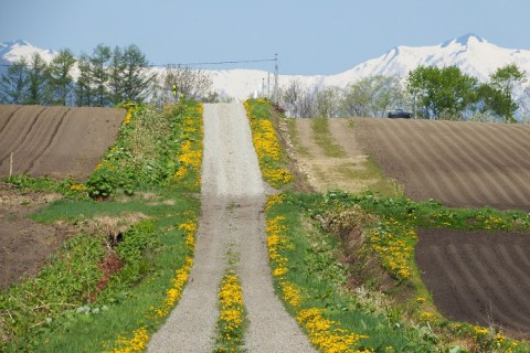 カメラスケッチ・中札内村