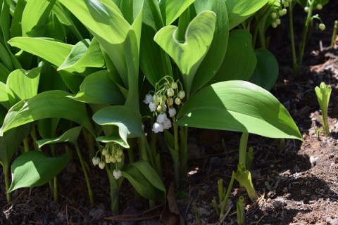 鈴蘭、咲いたッ!