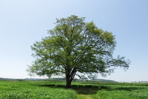 豊頃町・はるにれの木