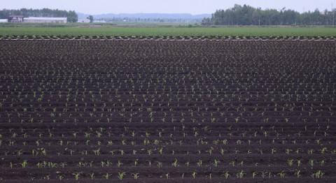 農作物の生育は順調…