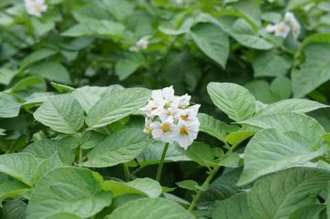 今年初のイモの花～♪