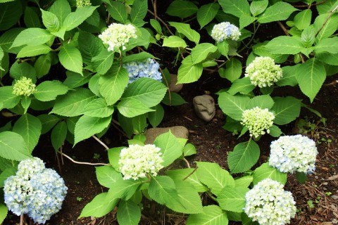 アジサイが色づいてきました～♪