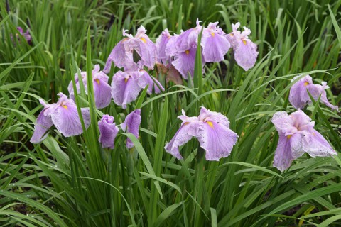 芽室町・花菖蒲園