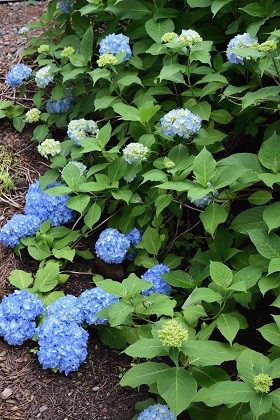 花の数が多い!?