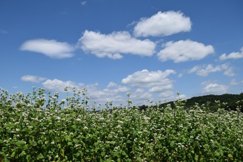 カメラスケッチ・新得町のそば畑