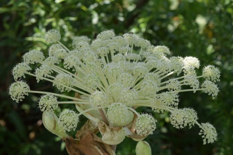 カメラスケッチ・新得町のエゾニュウの花