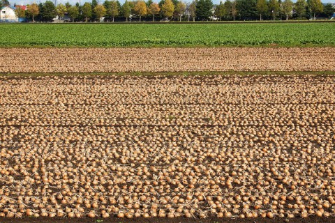 収穫の秋～♪　玉ねぎ