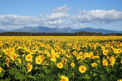 音更町駒場のヒマワリ畑～♪