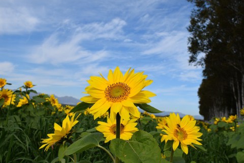 2日連続、駒場のヒマワリ畑～♪