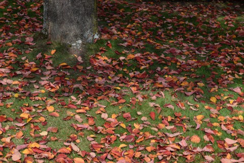 色づくまち～♪