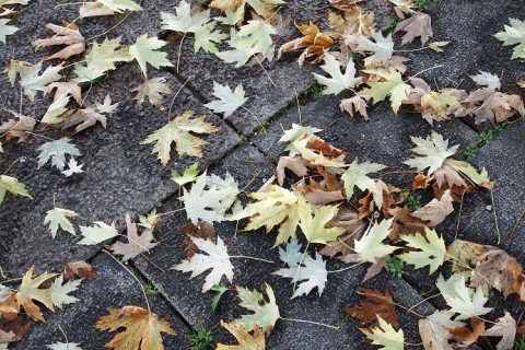 カメラスケッチ・上士幌町の紅葉
