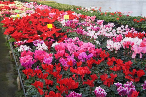 花いっぱい～♪