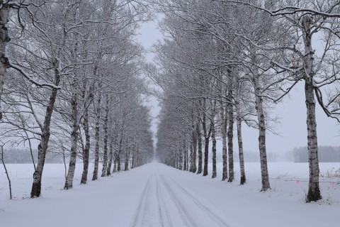 カメラスケッチ・雪の白樺並木(駒場)