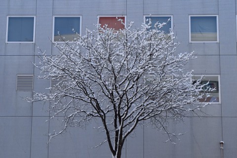 ちょっと多めのなごり雪