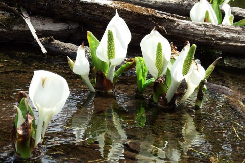 とっておきのミズバショウ群生地～♪