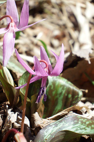 野草園に行ってきました～♪