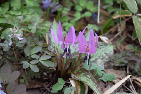 カタクリの山に行ってきました～!